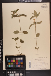 Ruellia caroliniensis image