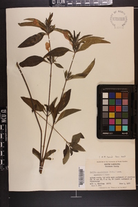 Ruellia caroliniensis image