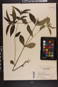 Ruellia caroliniensis image