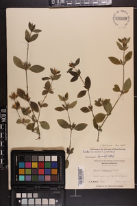 Ruellia caroliniensis image