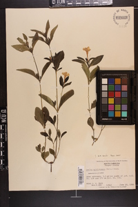 Ruellia caroliniensis image