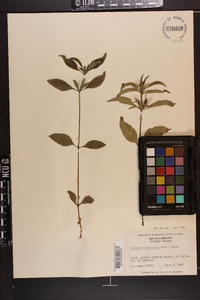 Ruellia caroliniensis image