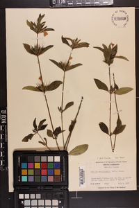 Ruellia caroliniensis image