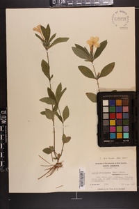 Ruellia caroliniensis image