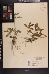 Ruellia caroliniensis image