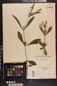 Ruellia caroliniensis image