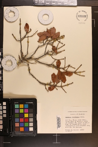 Quercus chapmanii image