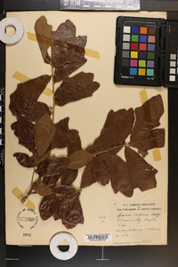 Quercus chapmanii image