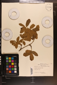 Quercus chapmanii image