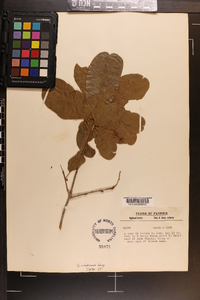 Quercus chapmanii image