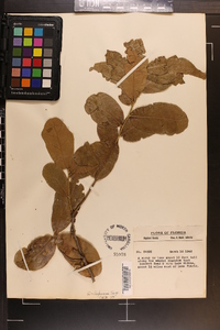 Quercus chapmanii image