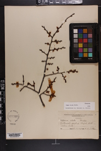 Ulmus alata image