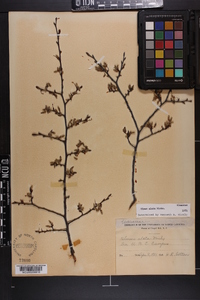 Ulmus alata image