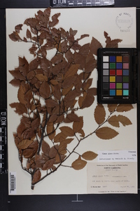 Ulmus alata image