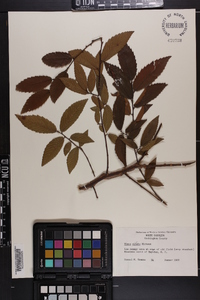 Ulmus alata image