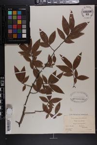 Ulmus alata image