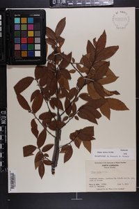 Ulmus alata image