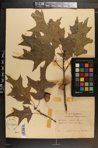 Quercus texana image