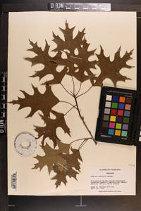 Quercus texana image