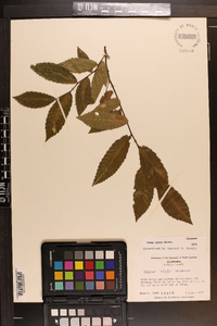 Ulmus alata image