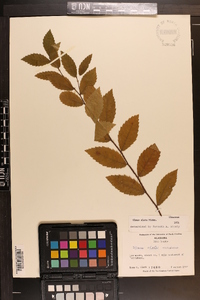 Ulmus alata image