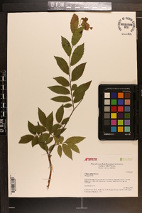 Ulmus alata image