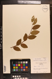 Ulmus alata image