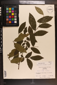 Ulmus alata image