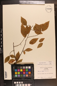 Ulmus alata image