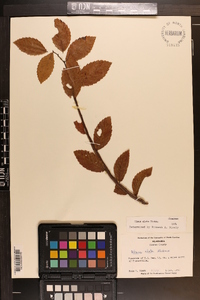 Ulmus alata image