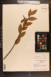 Ulmus alata image