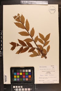 Ulmus alata image