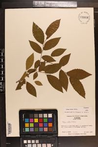 Ulmus alata image