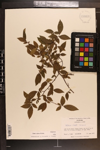 Ulmus alata image