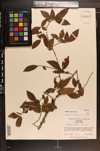 Ulmus alata image