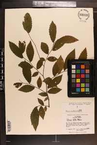 Ulmus alata image