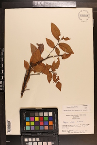 Ulmus alata image