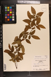 Ulmus alata image