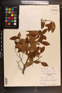 Ulmus alata image