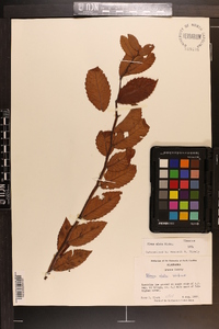 Ulmus alata image