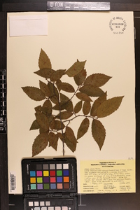 Ulmus alata image