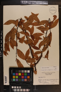 Ulmus alata image