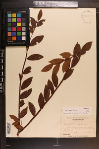 Ulmus alata image