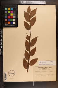 Ulmus alata image