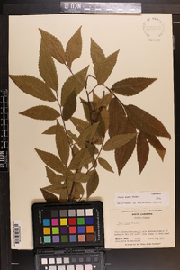 Ulmus alata image