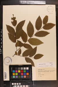 Ulmus alata image