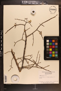 Ulmus alata image