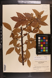 Ulmus alata image