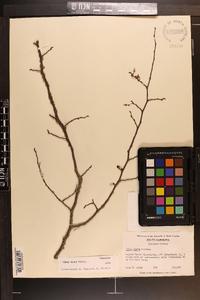 Ulmus alata image