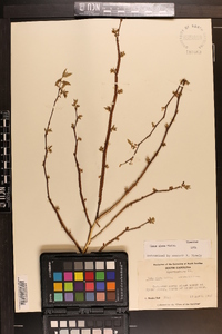 Ulmus alata image